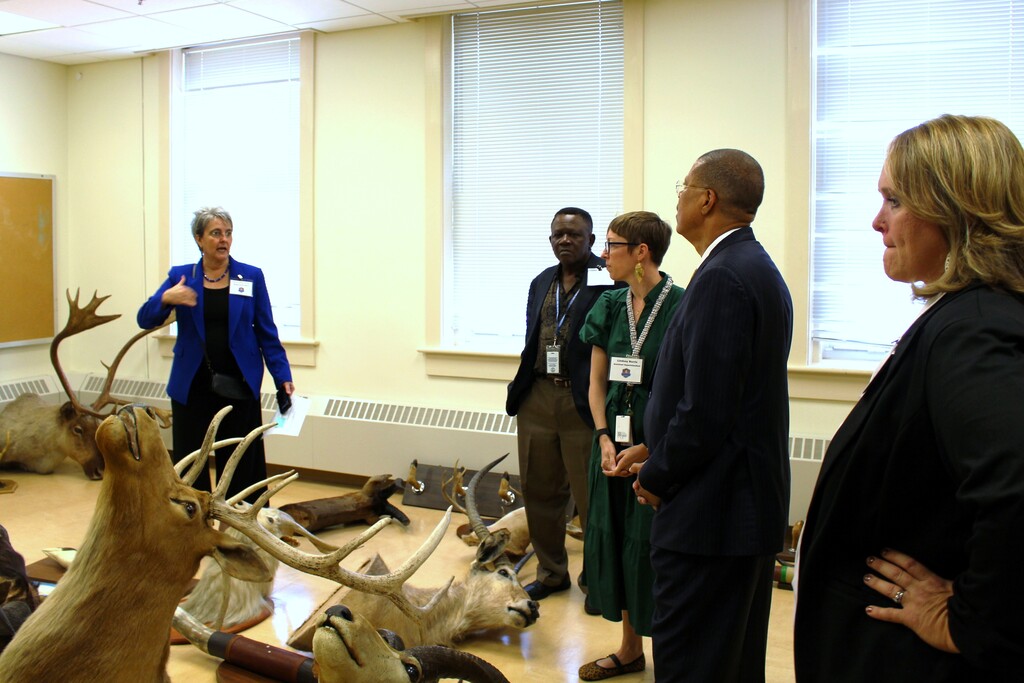 People stand around in a room filled with taxidermy animals -  there is a moose head, elk head, and deer head, as well as several smaller animals on the ground..