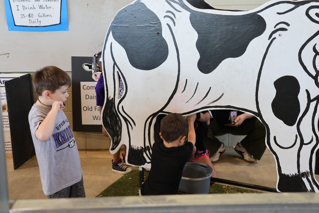 cows