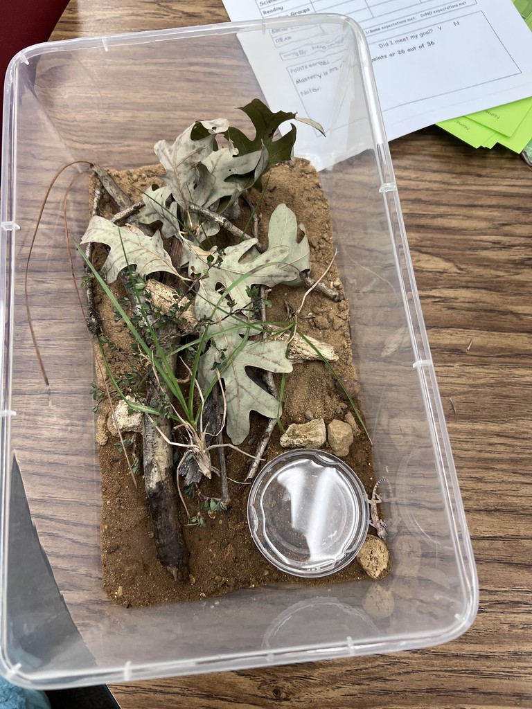 stem