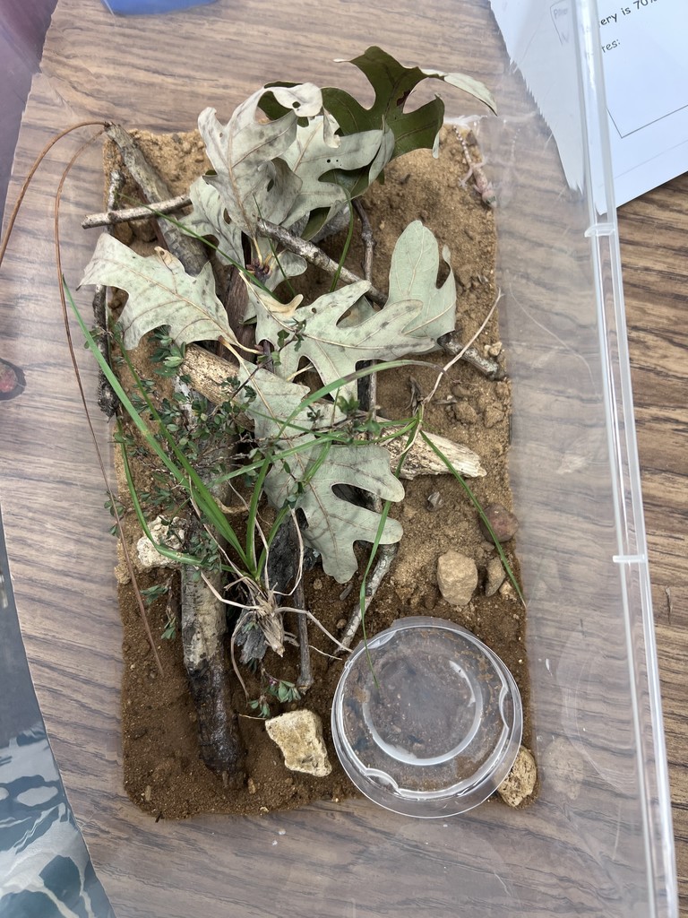 stem