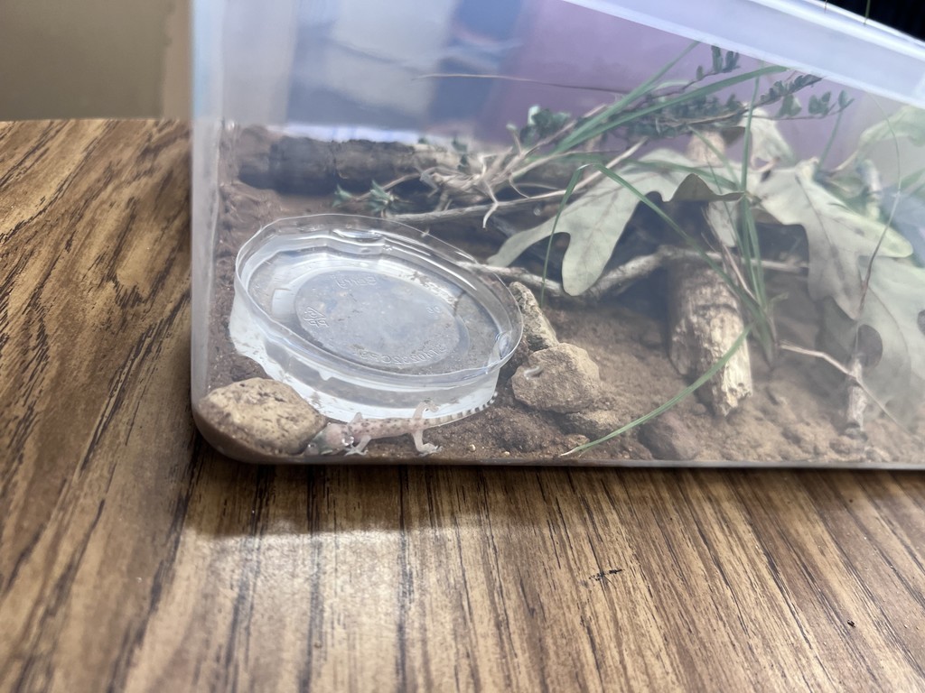 HES Ms. Lee Gecko 6