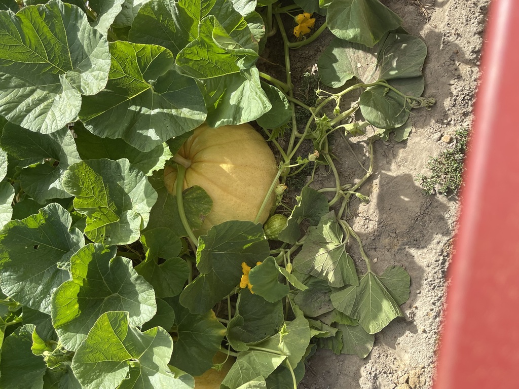 Mark's Melon Patch