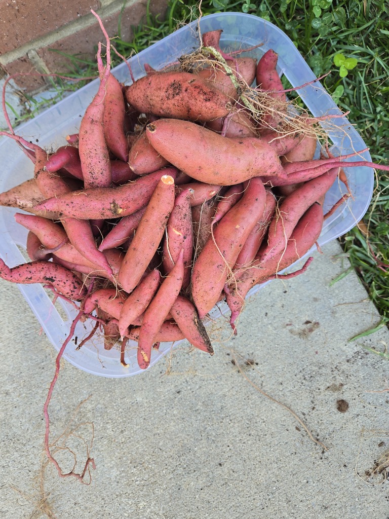 Pre-K garden