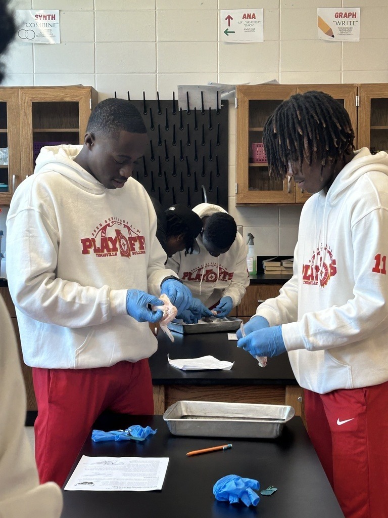 THS Russo A & P Muscle Dissections 3