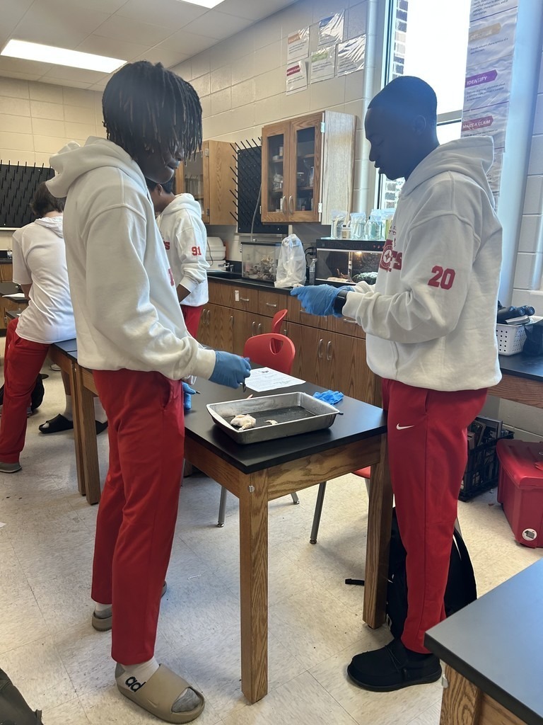 THS Russo A & P Muscle Dissections 1