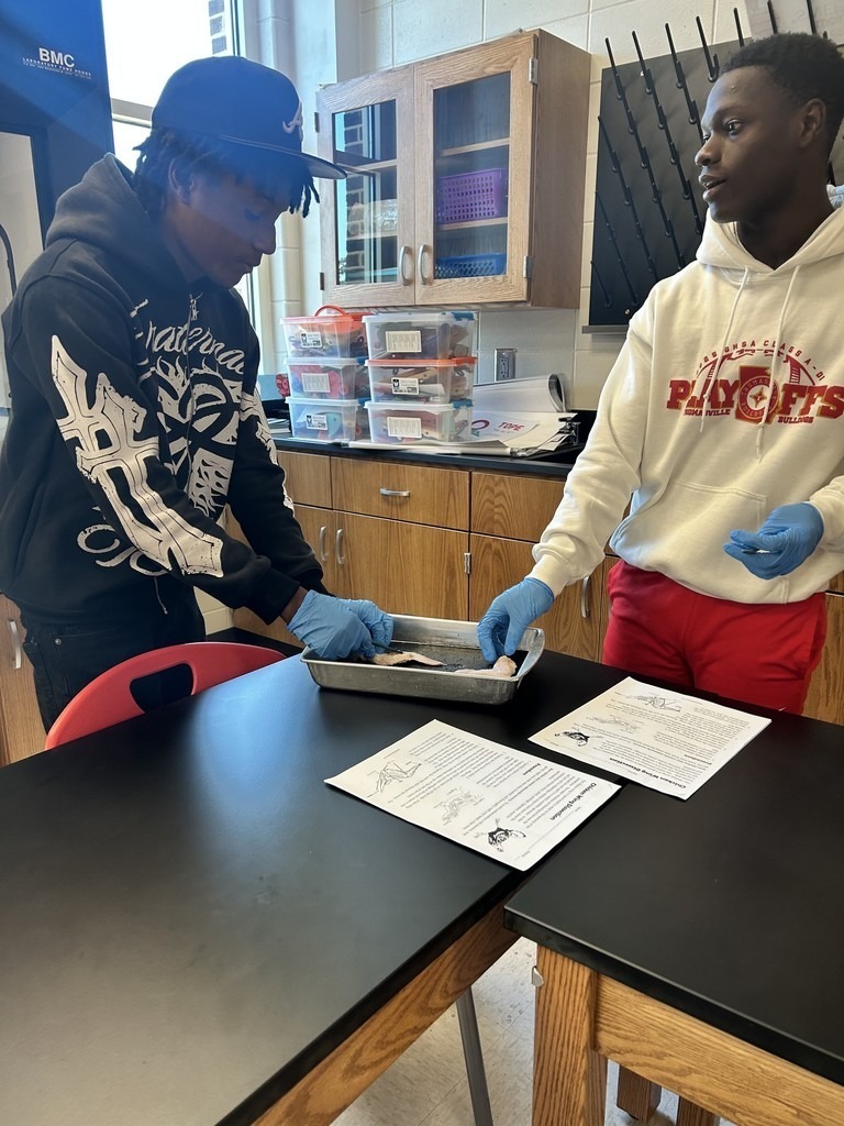 THS Russo A & P Muscle Dissections 2