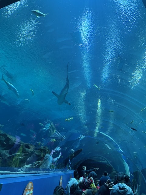 educational experience