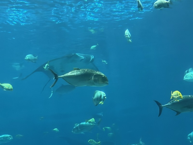 educational experience