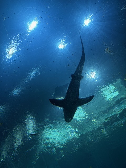 educational experience