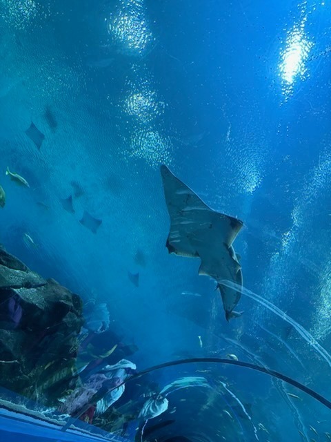 HES Georgia Aquarium Trip 5