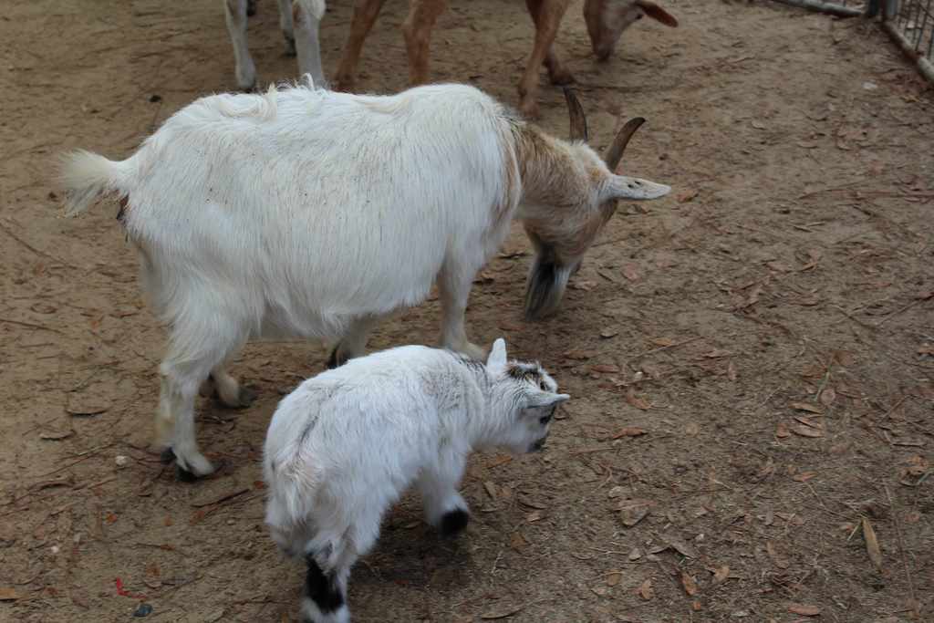 JES Winter Festival Jan 24 2026 9