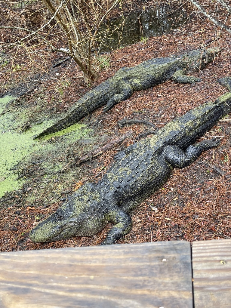 educational experience