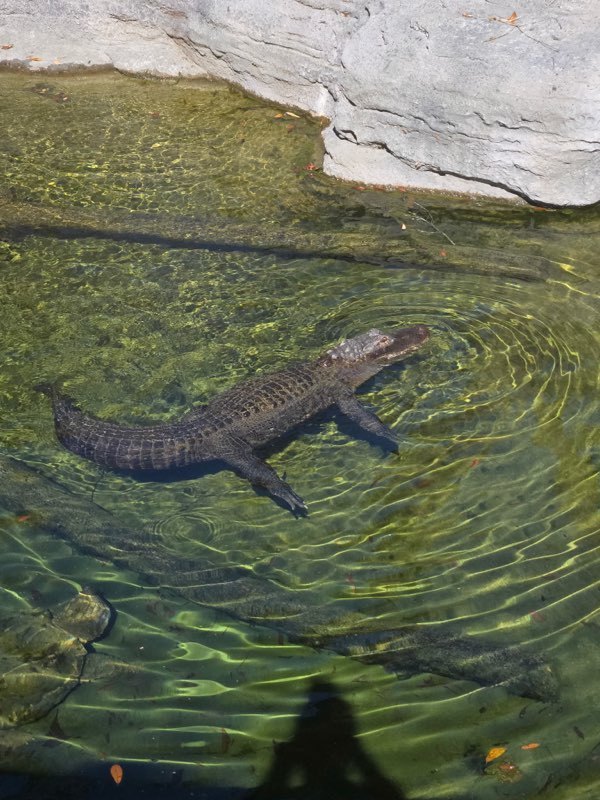 educational experience