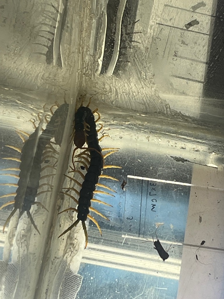 STEM