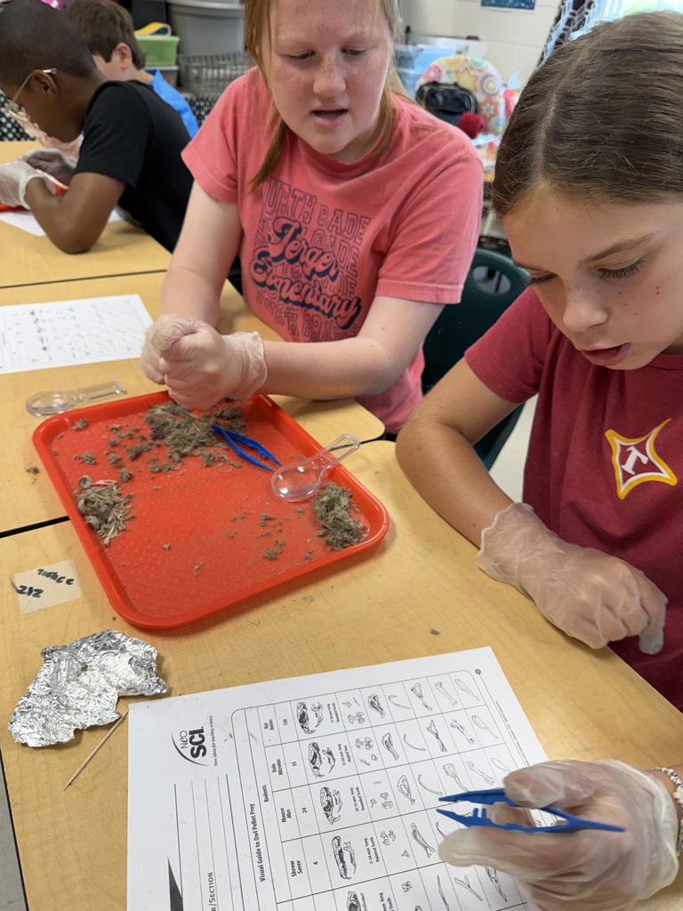 Owl Pellets
