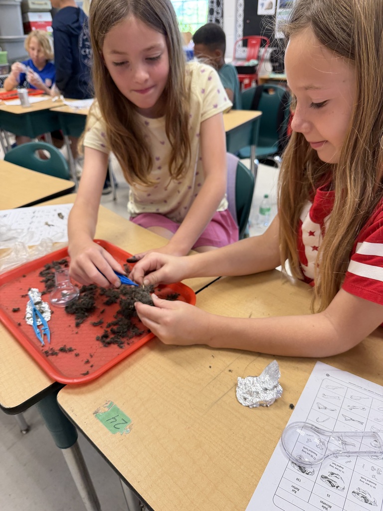 Owl Pellets
