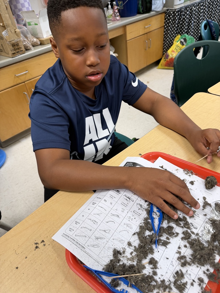 Owl Pellets
