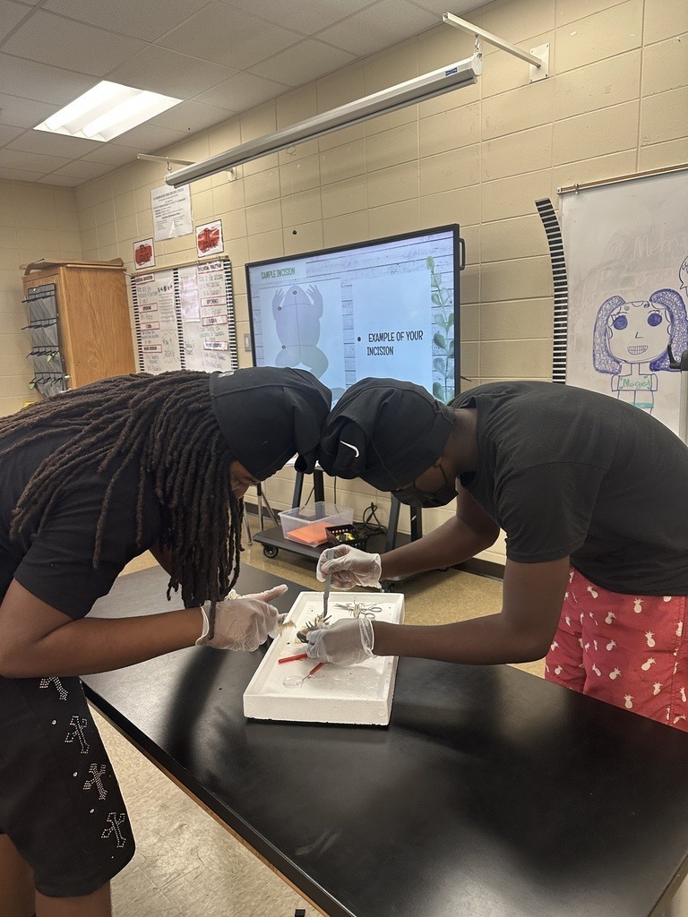 MPMS Science Frog dissection lab 6