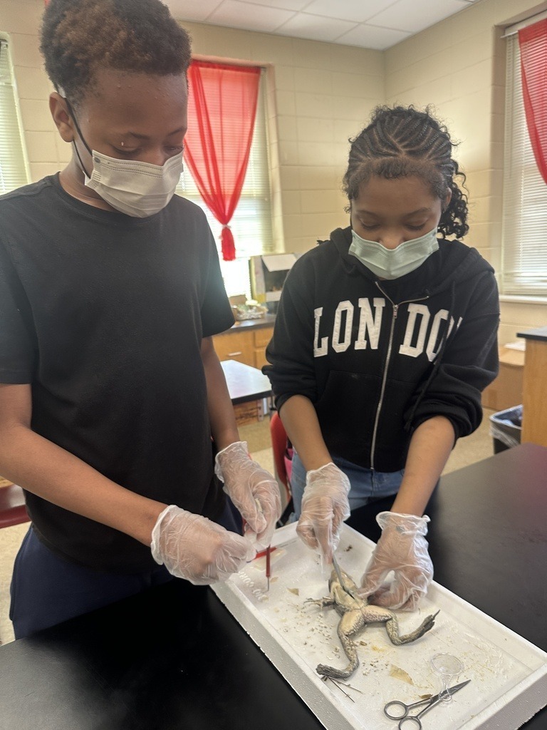 MPMS Science Frog dissection lab 1