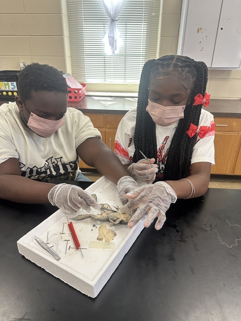 MPMS Science Frog dissection lab 3