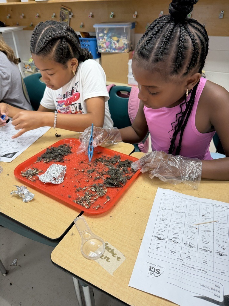 JES 4th grade Owl Pellets 2