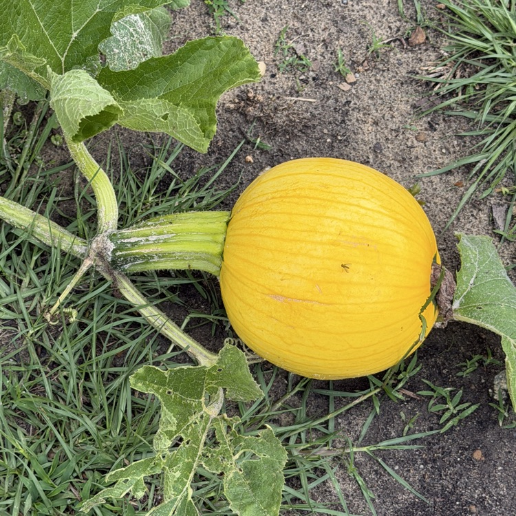 Ms. Shellman's Pumpkin Plant 