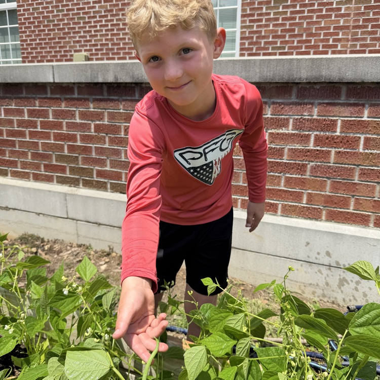 2nd Grade Garden Green Beans 
