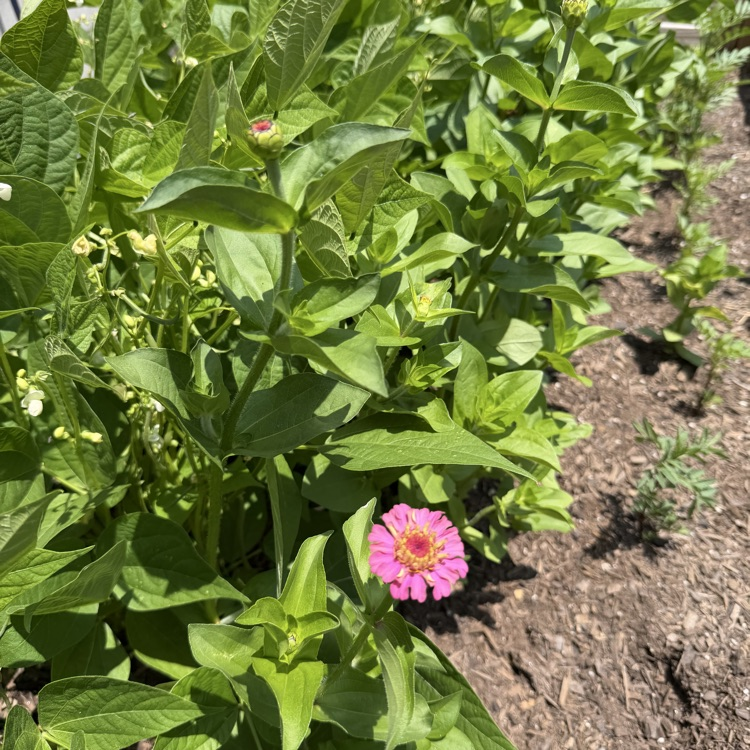 2nd Grade Garden Zinnias