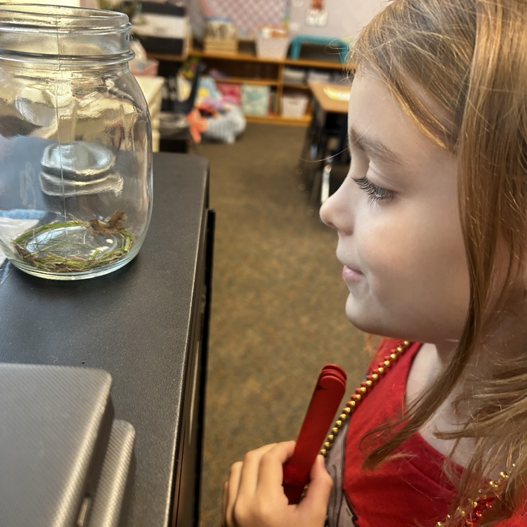 Life Cycle of a Frog 1st Grade 