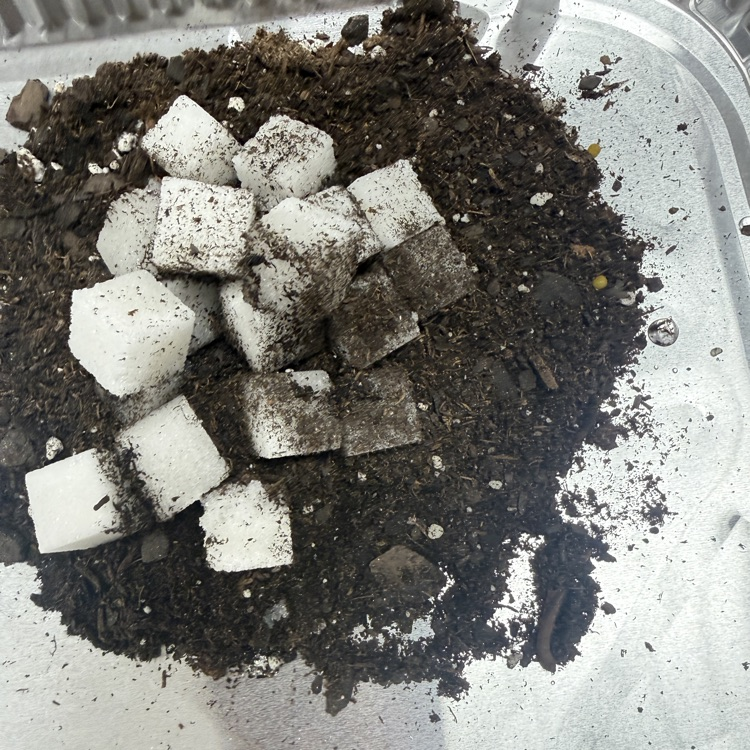 5th Grade Science 