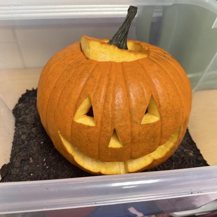 Pumpkin Jack 