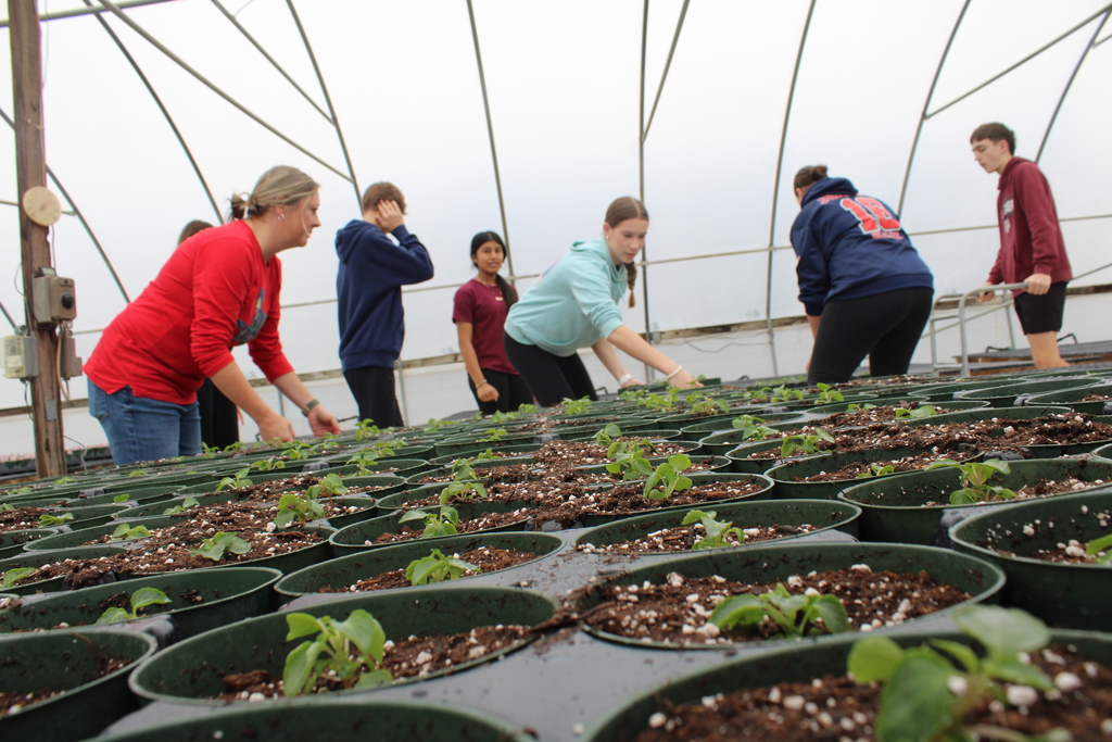 Our Thrall National Junior Honor Society students spent the morning serving at DownHome Ranch, and we couldn’t be more proud of their hard work and heart!  Students helped plant 4,000 poinsettias  and assisted with decorating for an upcoming  event. They showed teamwork, responsibility, and true leadership.  A huge thank-you to DownHome Ranch for welcoming us and giving our students the opportunity to make a meaningful impact. 💛  Way to go, NJHS Tigers! 🐯✨