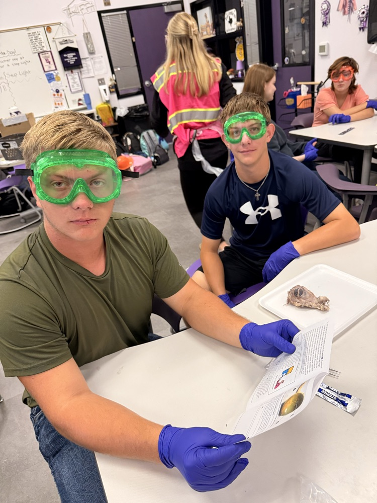 eye dissection 