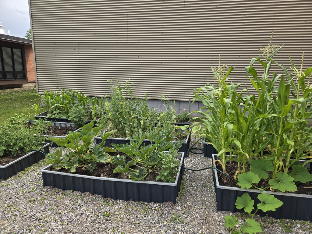 the summer squash is looking healthy and is almost ready to harvest. Thank you to all the people who helped out with the GarDEN this summer. Madi Williams, Bobby Lauver, Katie Warner , Jessica Oehmcke, Claire and Austin too! Lisa Malmquist and the summer program kids, Craig Potts. THANK YOU!