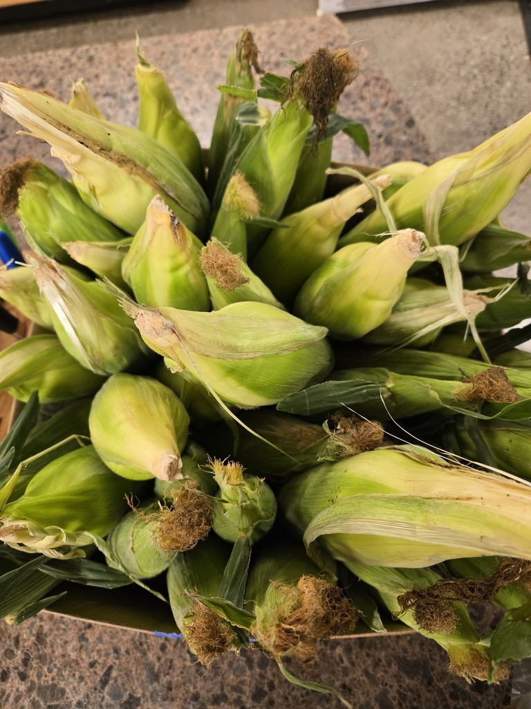 fresh on the cob to packed for the freezer.