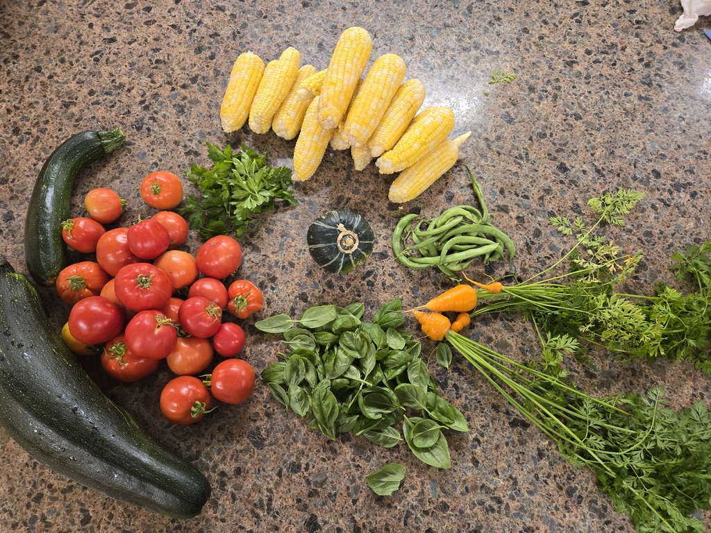 harvest from the GarDen today
