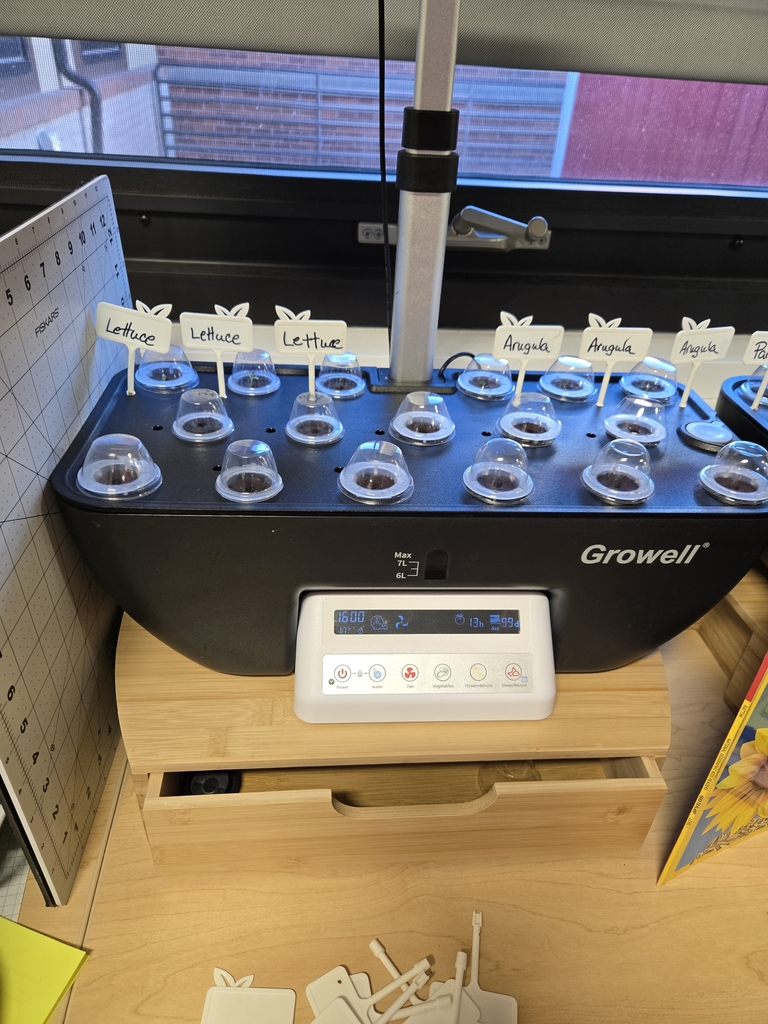 We have sprouts! Lettuce and arugula are up.