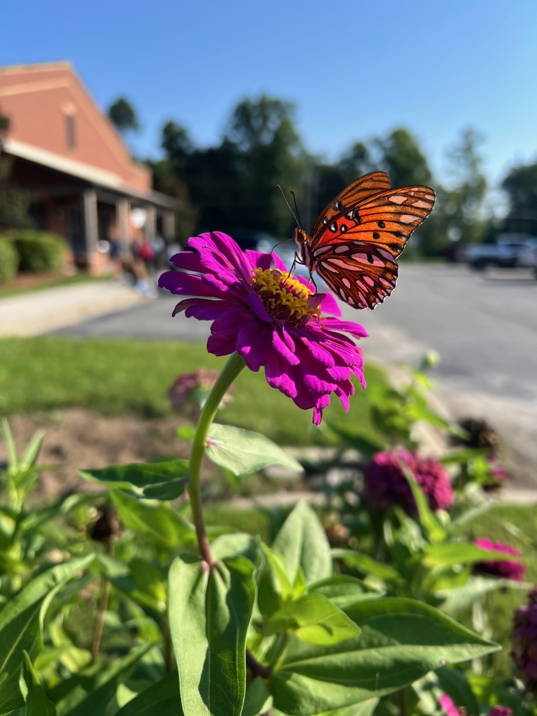 Great Southeast Pollinator Census (6)