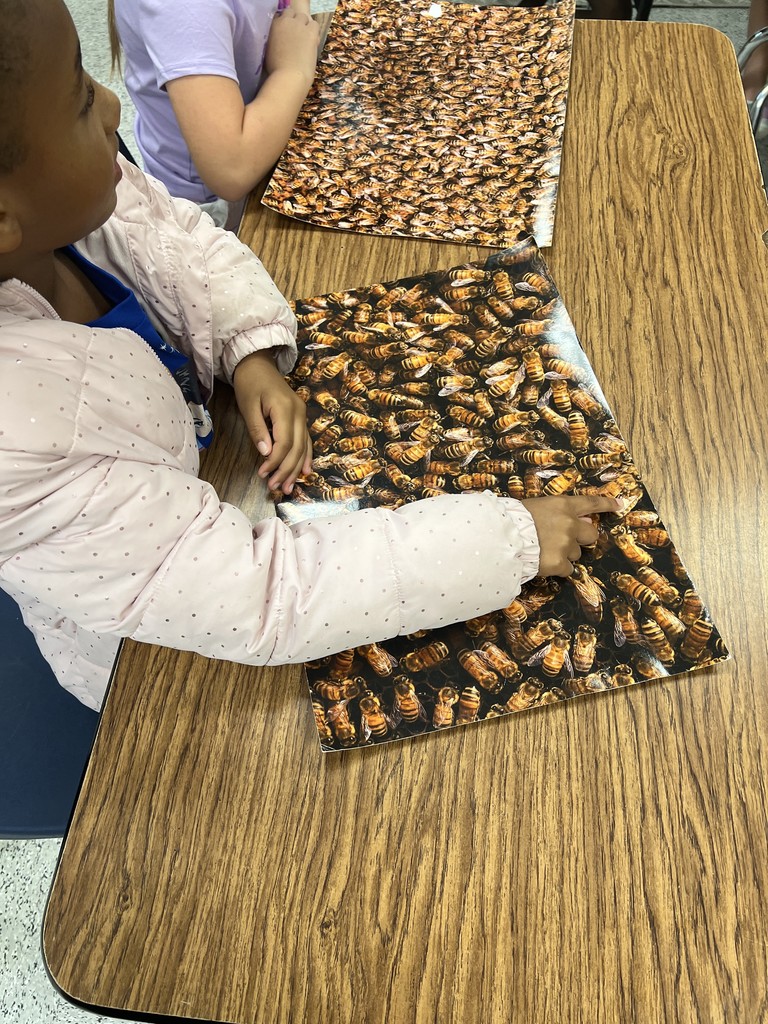 Honey Bee Presentation