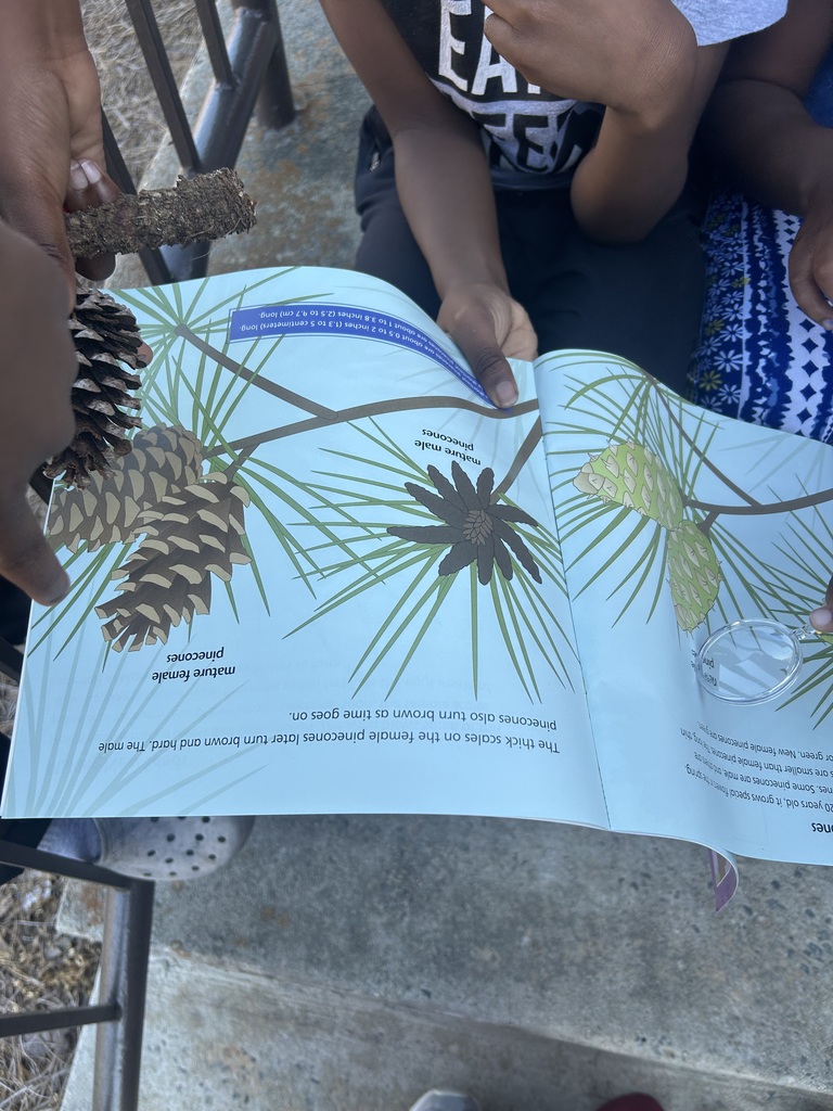 In reading, Mrs. McComas's class is learning how to use text features to locate information in informational texts. After reading “From Seed to Pine Tree,” the students went outside to search for pine cones. They then used text features to find information about the pine cones! 🎍📚💙 #wearejtr #4theT