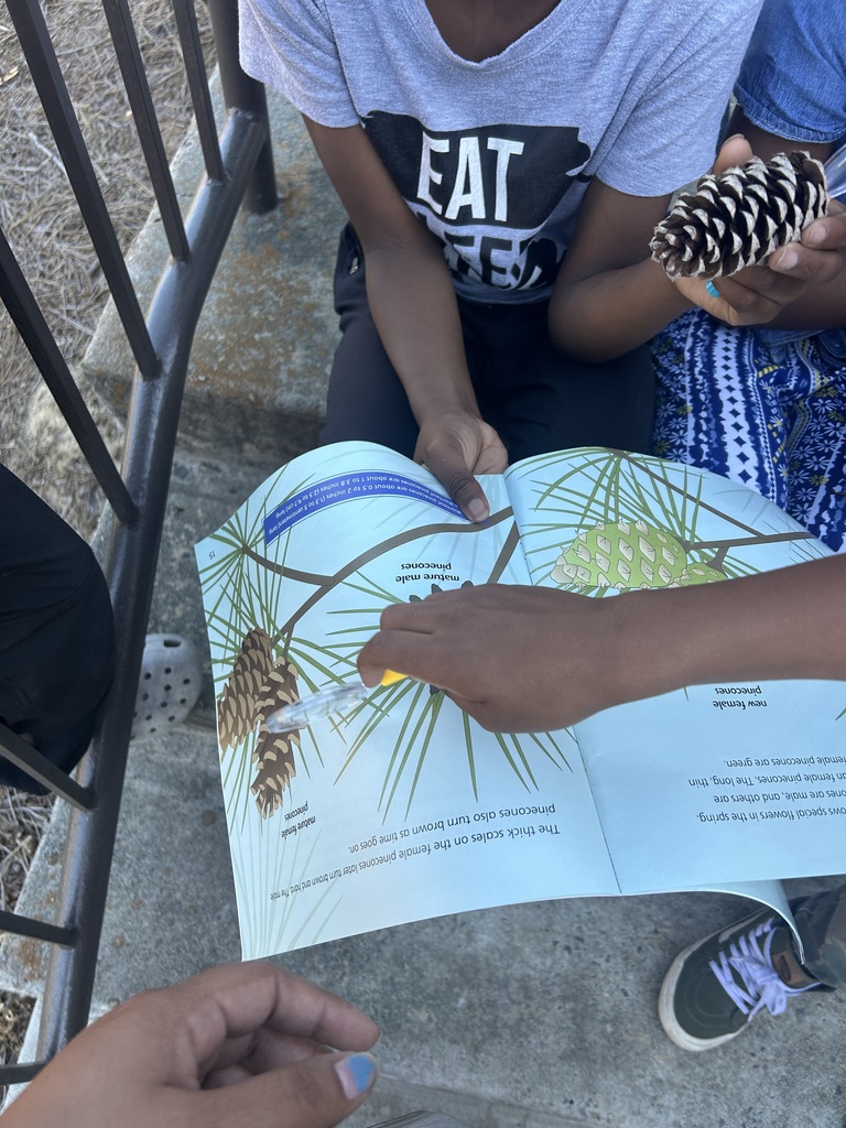 In reading, Mrs. McComas's class is learning how to use text features to locate information in informational texts. After reading “From Seed to Pine Tree,” the students went outside to search for pine cones. They then used text features to find information about the pine cones! 🎍📚💙 #wearejtr #4theT