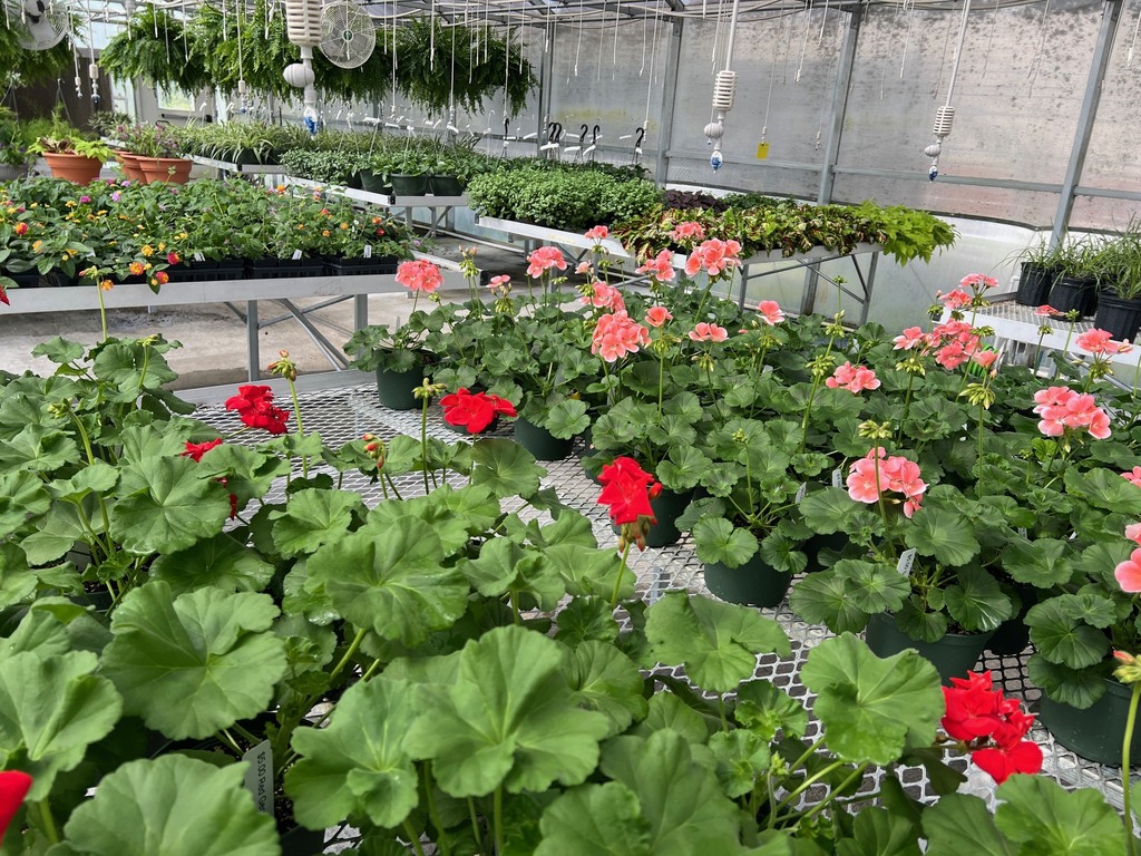 FFA Plant Sale