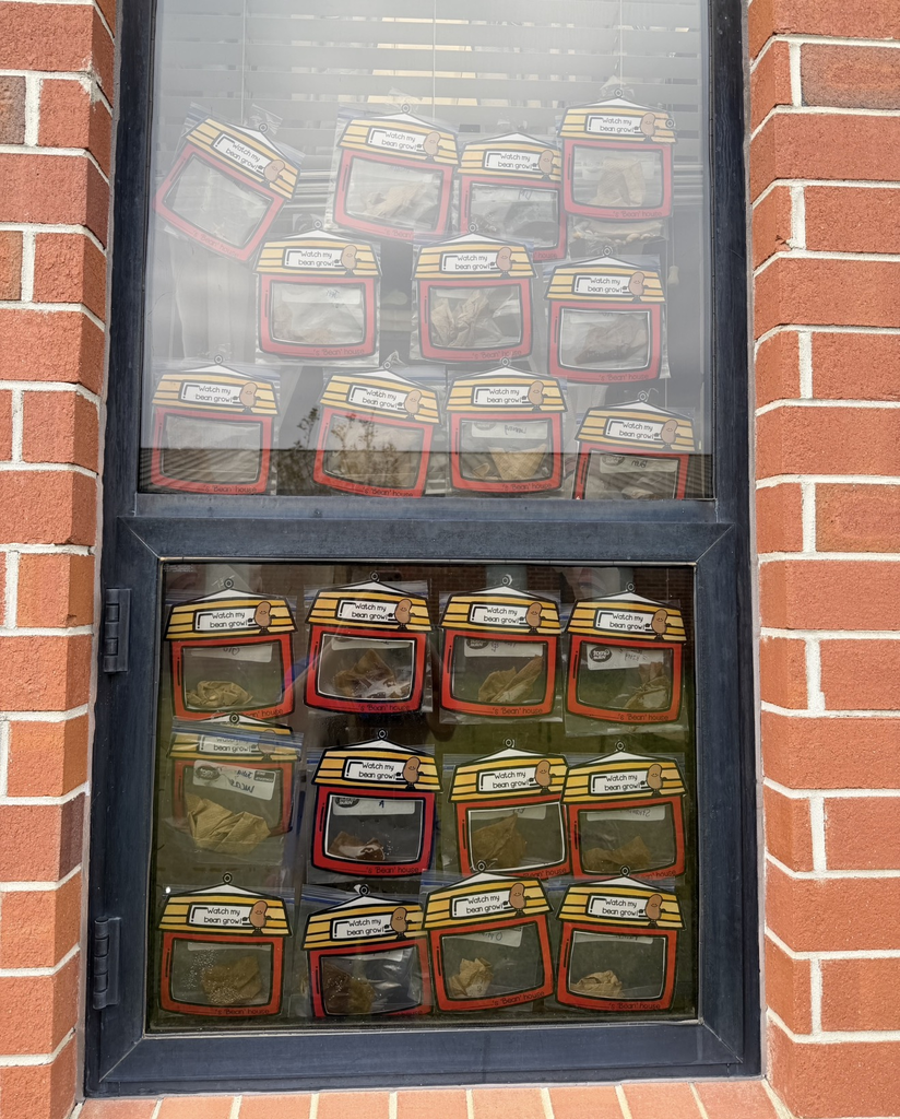 Bean sprouts from Mrs. Stubbs' kindergarten class 