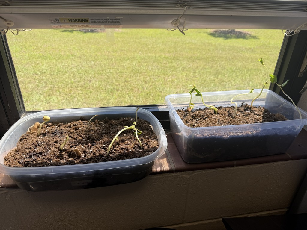 Bean sprouts from Mrs. Stubbs' kindergarten class 