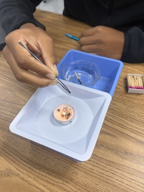 Forensic Science in Action!
