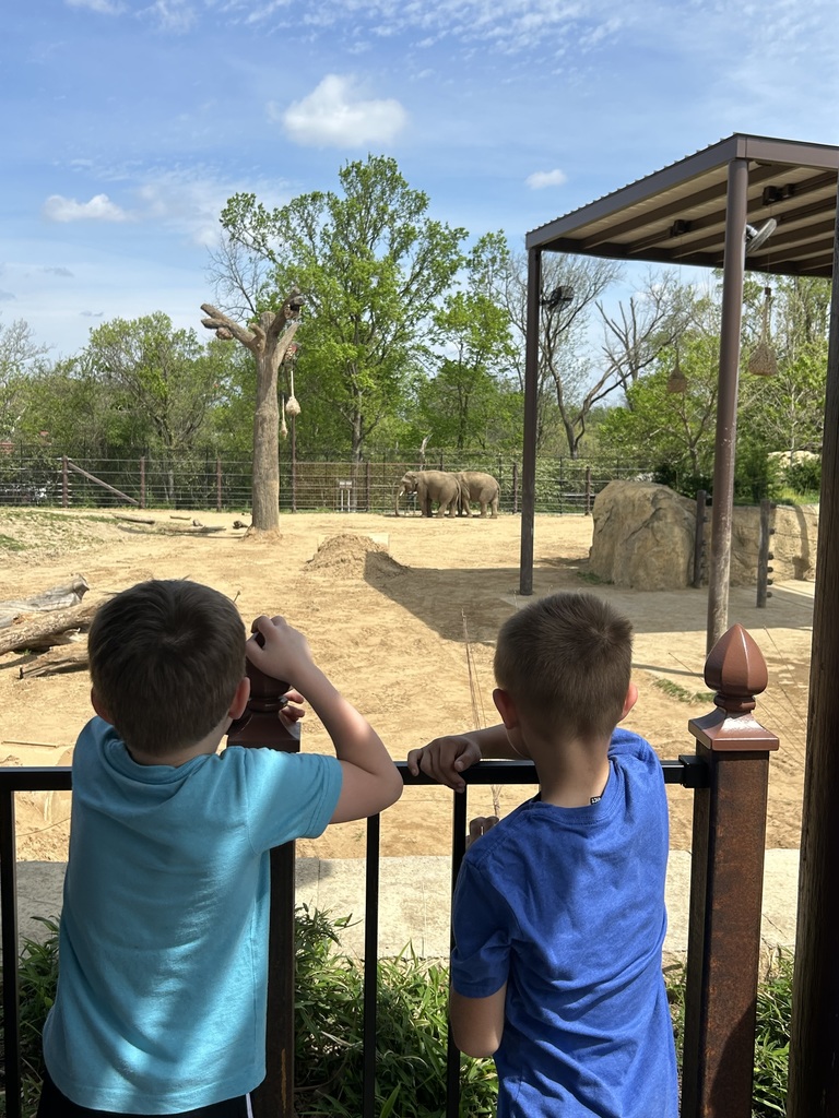 Broadway Elementary students at the Cincinnati Zoo watch the elephants.