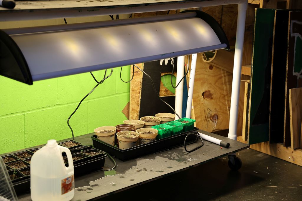 The seeds are planted and growing inside at TMS. 