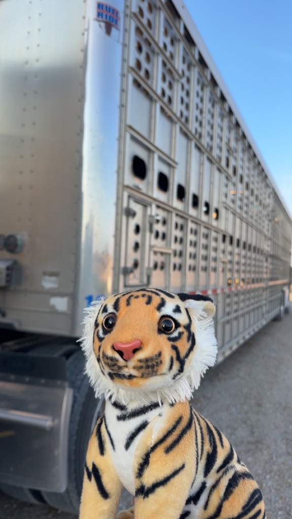 Semi