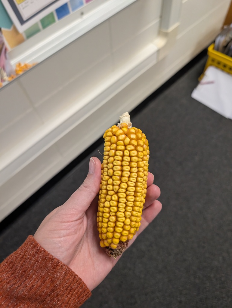 Cob to feel
