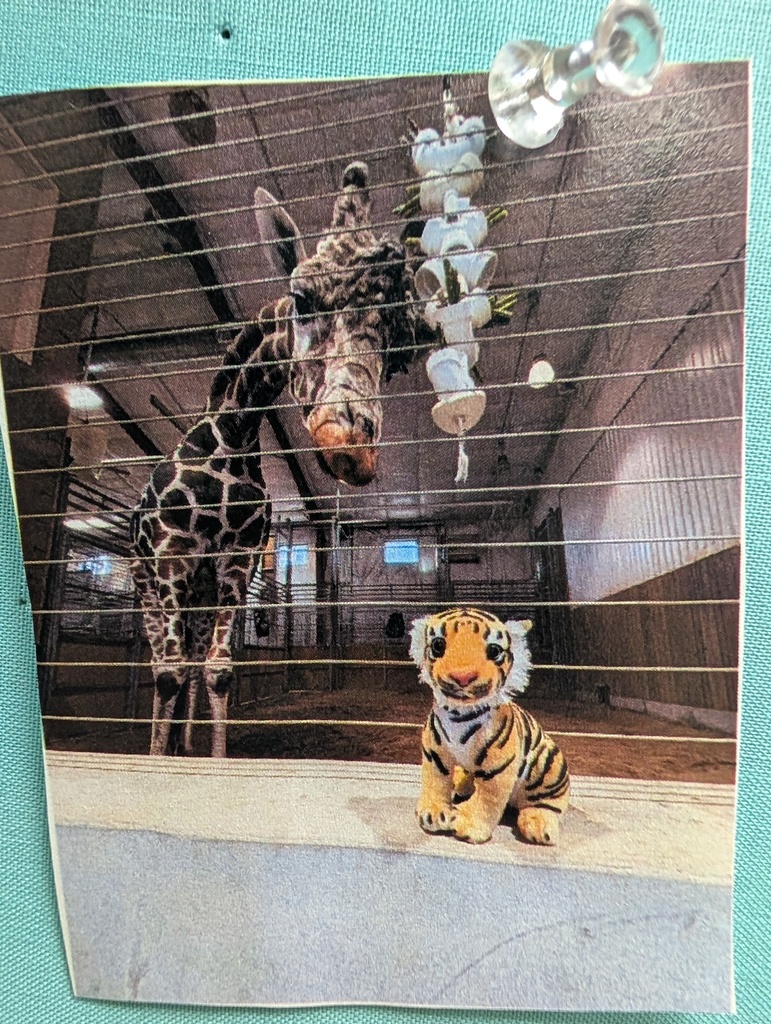 Tank learning how to feed the giraffees